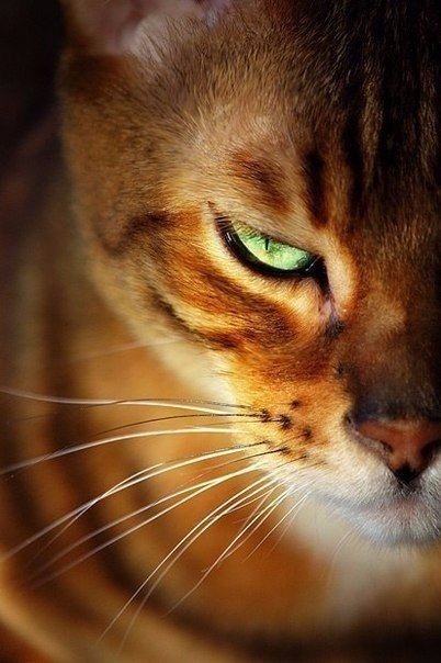 Коты из сети