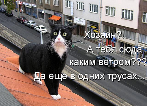 Картинки из ваших интернетов