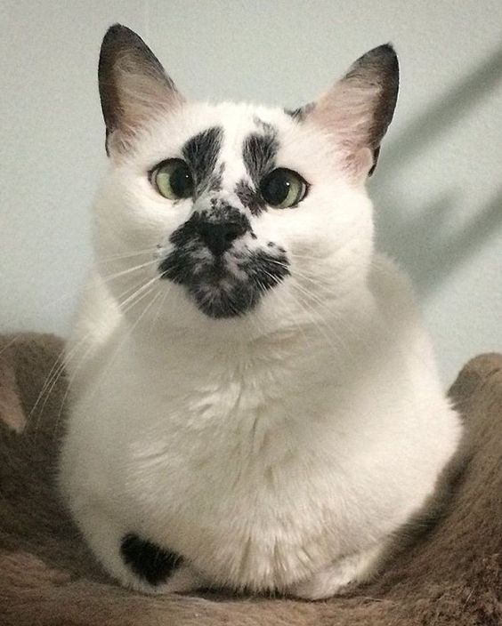 Коты из сети