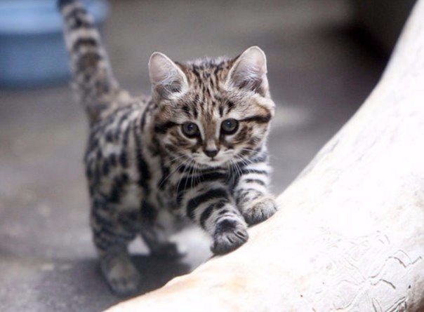 Коты и Кошки
