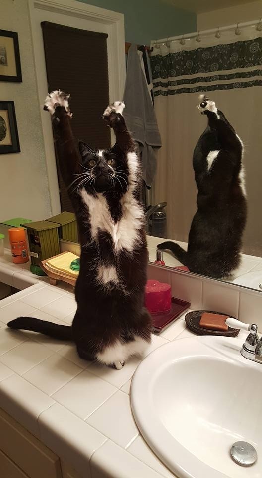 Котовторник 04.07.17