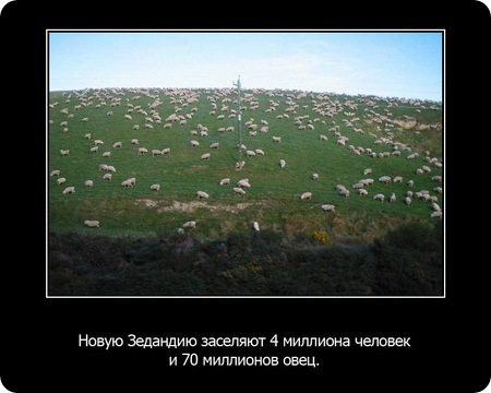 23 интересных факта о животных, которые вас удивят