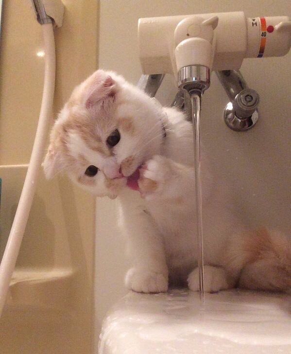 Коты и Кошки