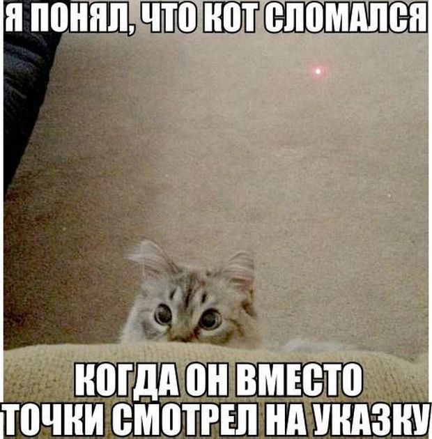 Коты и Кошки