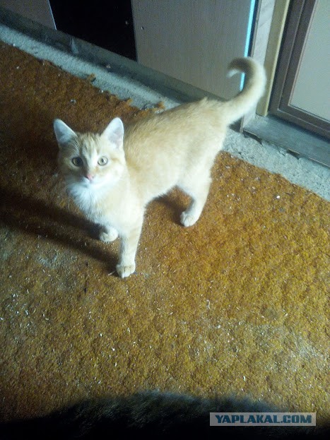Котовторник  19.12.2017