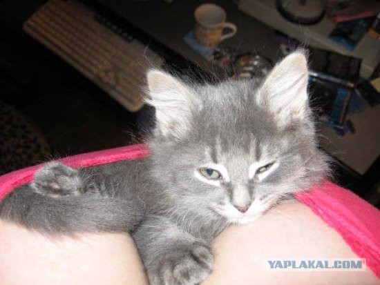 Весёлые картинки с котами