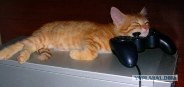 Уррааа! Котовторник на ЯПлакалъ!