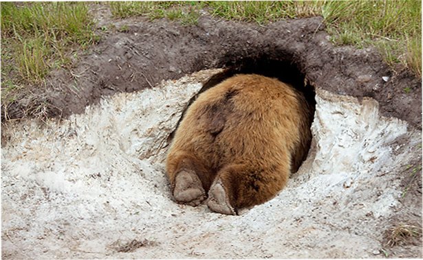 На Камчатке медведи начали раскапывать могилы на кладбище. Охотники дежурят круглосуточно