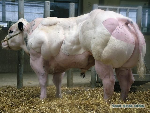 Как выглядят мужья накачанных женщин