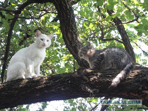 И снова во вторник - котовторник