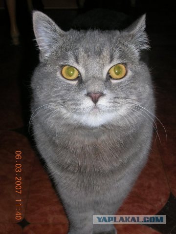 Первый котовторник августа