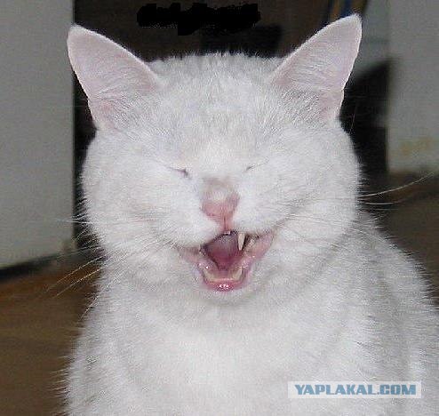 Кошарий