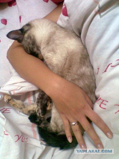 Котовторник 1.02.2011