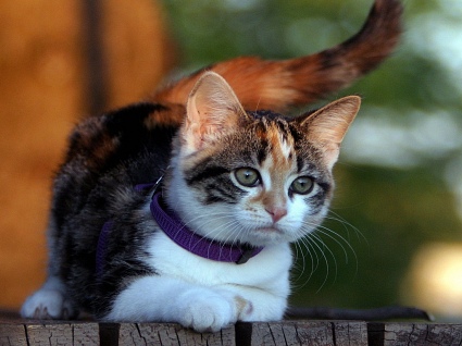 Начинаем котовторник!