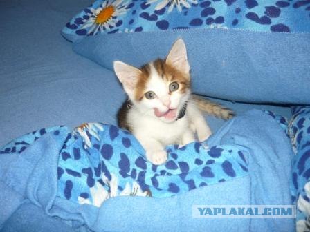Котовторник