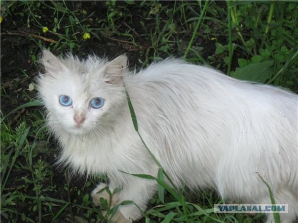 Котовторник на середину июня