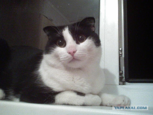 Котовторник 06.12.2011