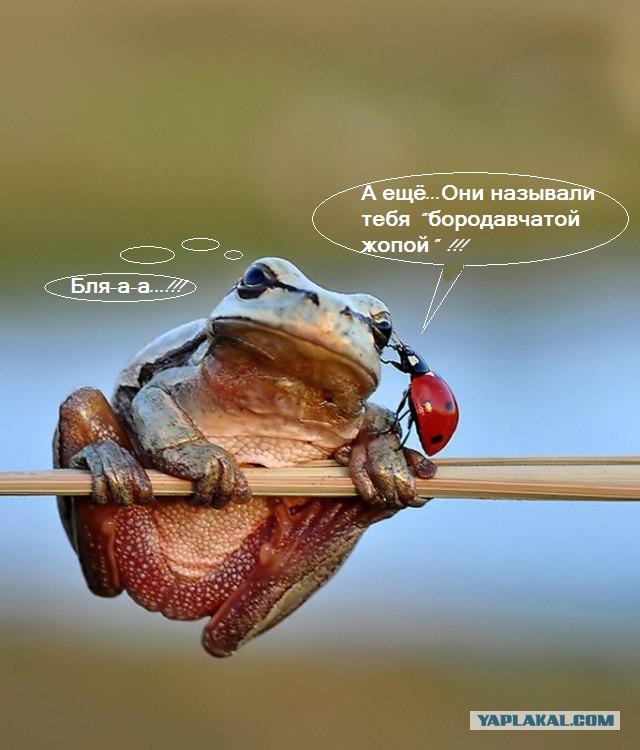 Этот забавный макромир