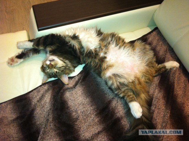 Котовторник (28.02.2012)