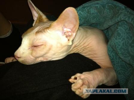 Котовторник 24.04.2012