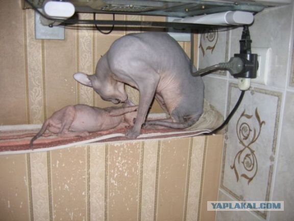 Котовторник (15.05.2012)