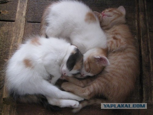 Котовторник 03 07 2012