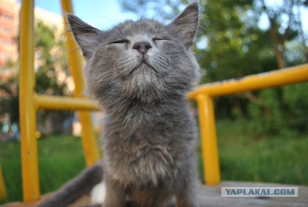 Котовторник 31.07.2012 г.