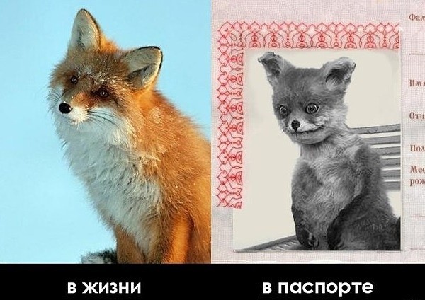 Дурацкие картинки
