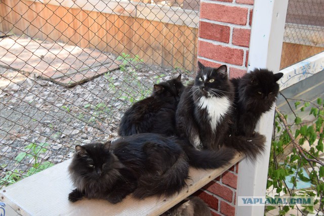 Котовторник 18.06.2019