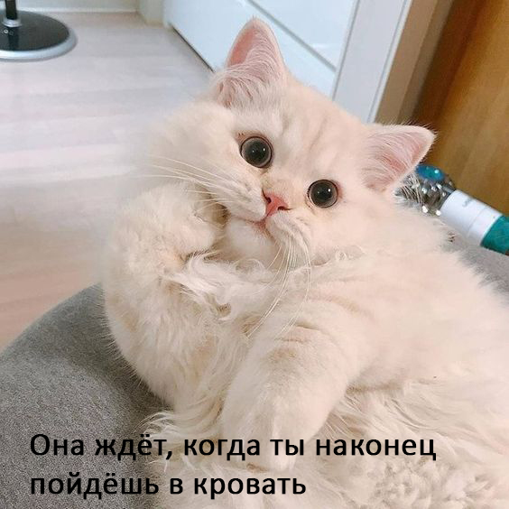 Женщины - они как кошки № 2