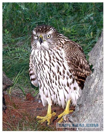 Чеши меня полностью!