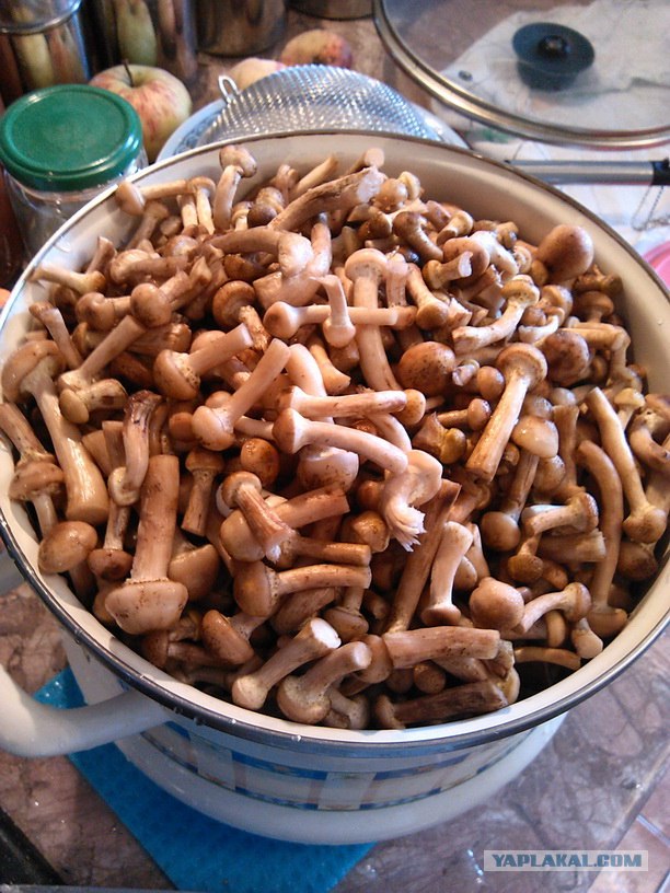 Дача, грибы, мясо, овощи.