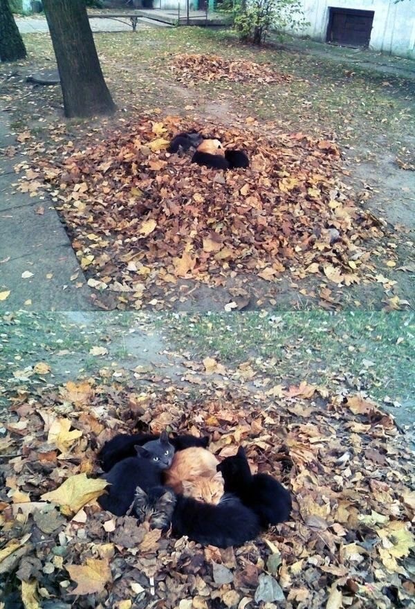 Котовторник 05.10.21 г