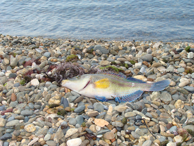 Черное море