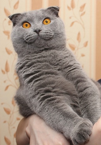 Котовторник 09.04.2013