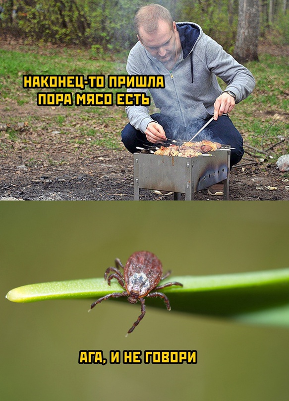 Всё, никаких больше грибов! Укусил клещ
