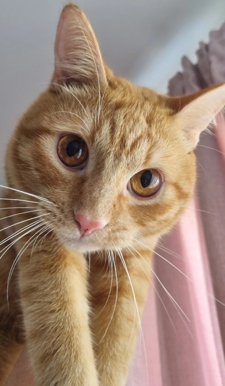 Котовторник. Моему мультяшке 1 год