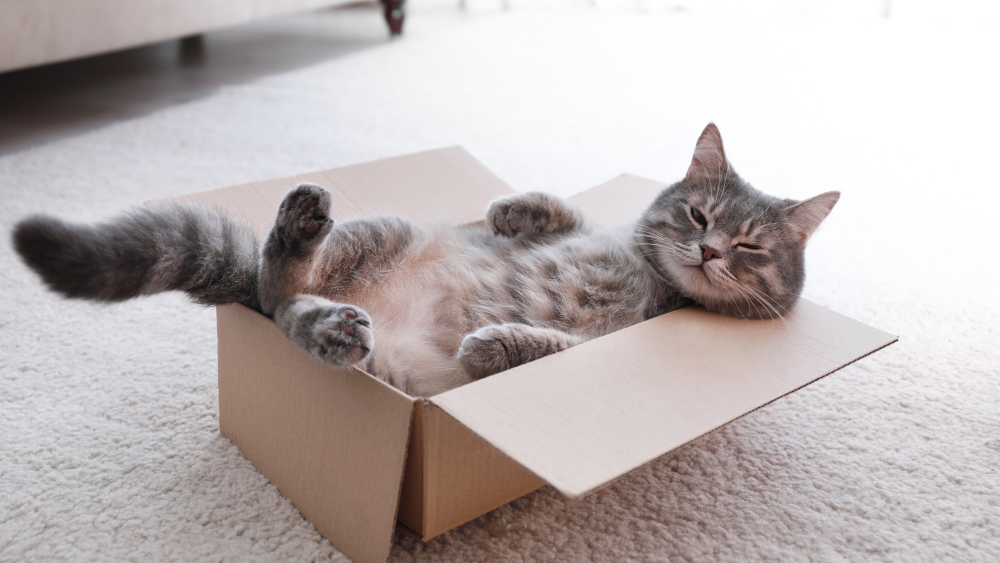 Почему кошки так любят коробки: ветеринар назвала 5 причин - ЯПлакалъ