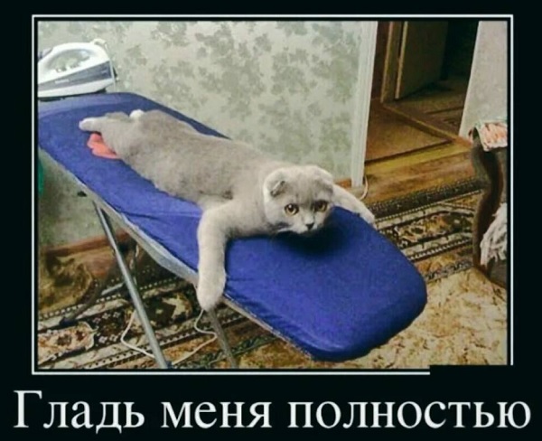 Погладить манула