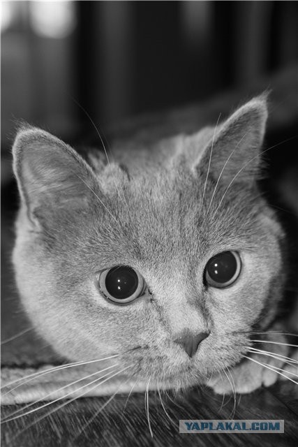 Котовторник 21.05.2013