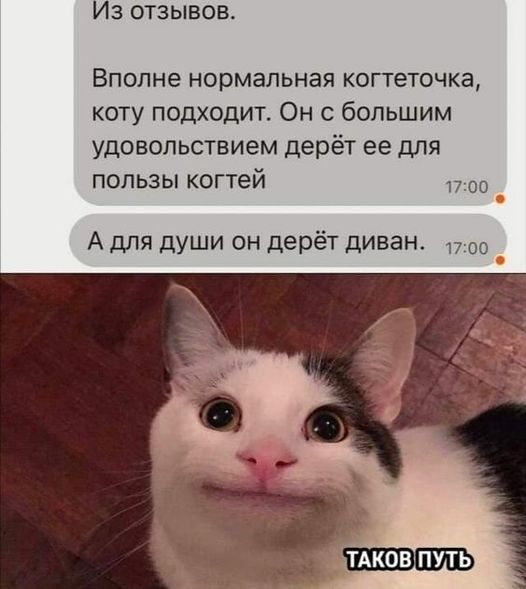 К котовторнику: подборка картинок-баянов с котиками и про котиков. Выпуск 2.