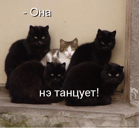 Президент кошачьего народа на прогулке