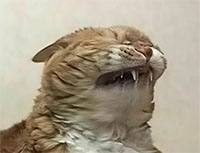 Смешные коты, которые бы победили на конкурсе абсурдных фотографий
