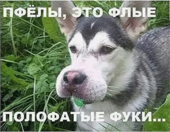 Этот щенок гонялся за пчёлами, и в итоге они его покусали