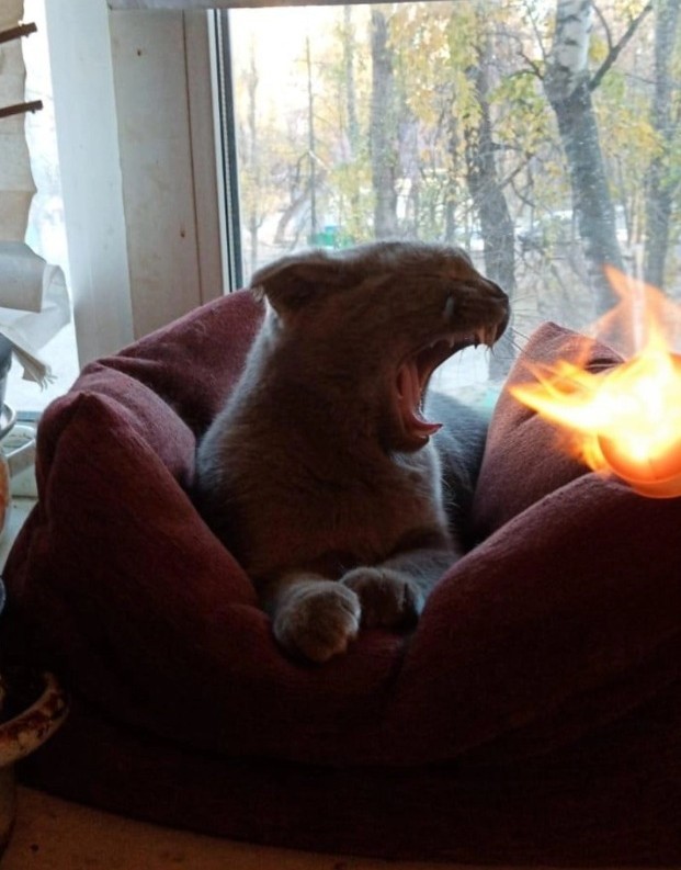 С котовторником!