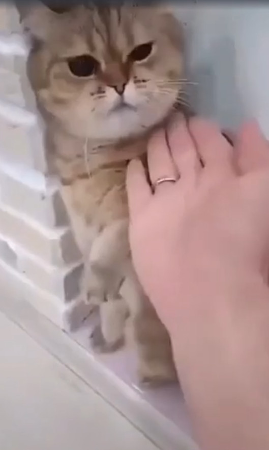 Возможности котеек