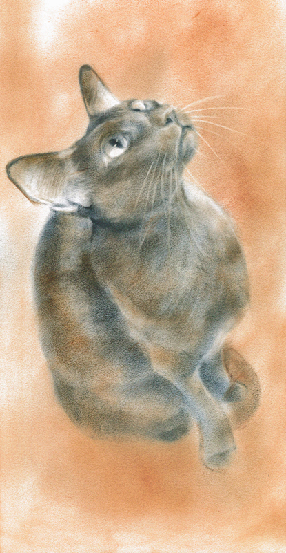 Мои рисунки животных