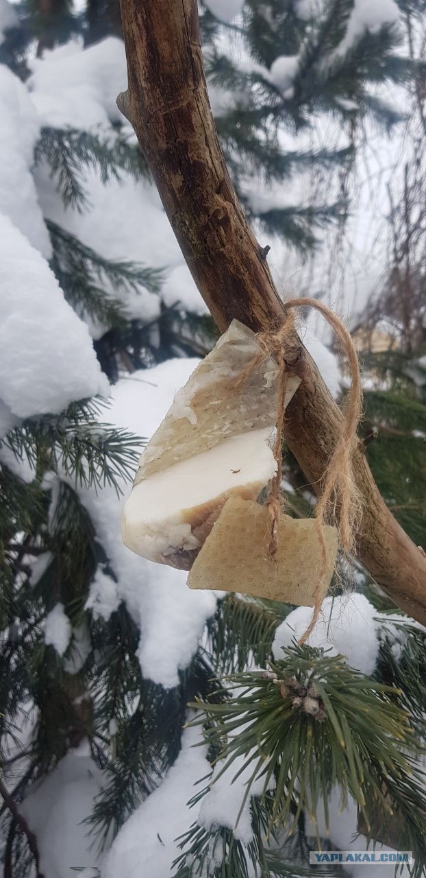 Синицы, кушают  много