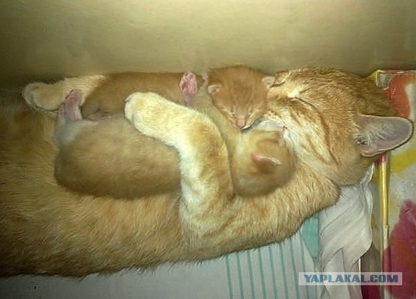 Все любят котиков!