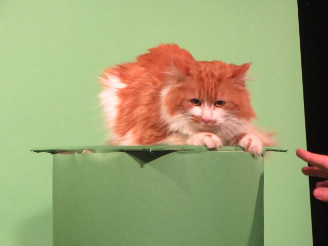 Котовторник  10.12.2013